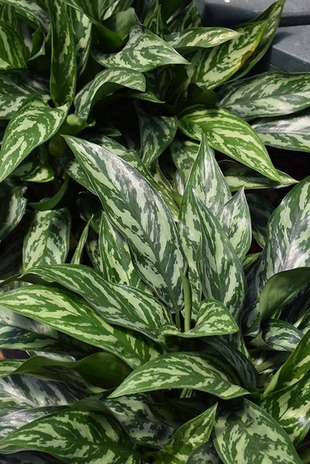 10" Foliage AGLAONEMA SILVERADO 10" 