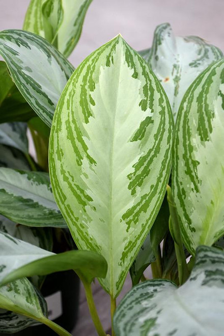 12" & Up Foliage AGLAONEMA 14" SILVER BAY 