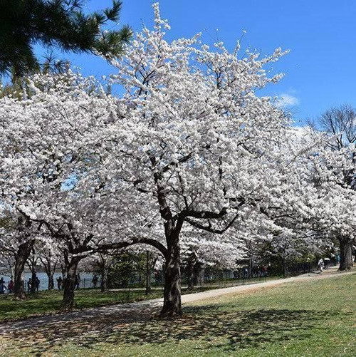 Prunus-tree Prunus x yedoensis Yoshino 306480 