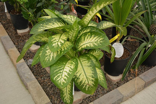 10" Foliage DIEFFENBACHIA BRIGHT STAR 10" 