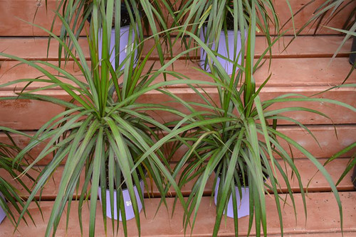 12" & Up Foliage DRACAENA MARGINATA 17"CH/STUMP 