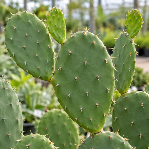 OPUNTIA GREEN CACTUS 6"