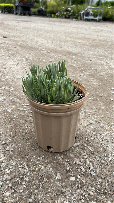 Lavender Lavandula intermedia Provence 174251 