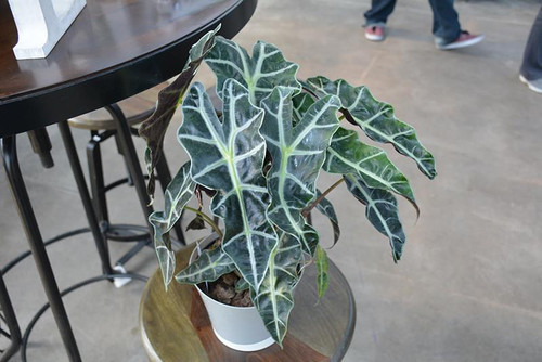 5-9" Foliage ALOCASIA FRYDEK VARIEGATED 6" 