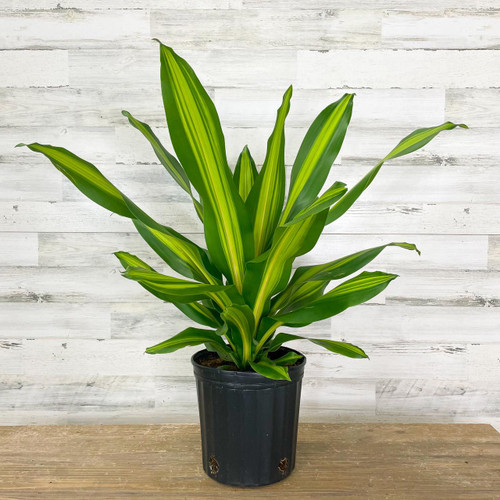 5-9" Foliage DRACAENA GOLDEN HEART 8"/10" 