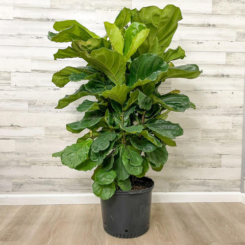 12" & Up Foliage FICUS LYRATA BUSH 14" 