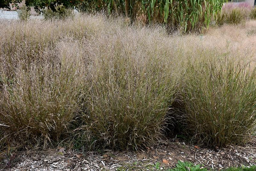  Panicum virgatum Shenandoah 324722 