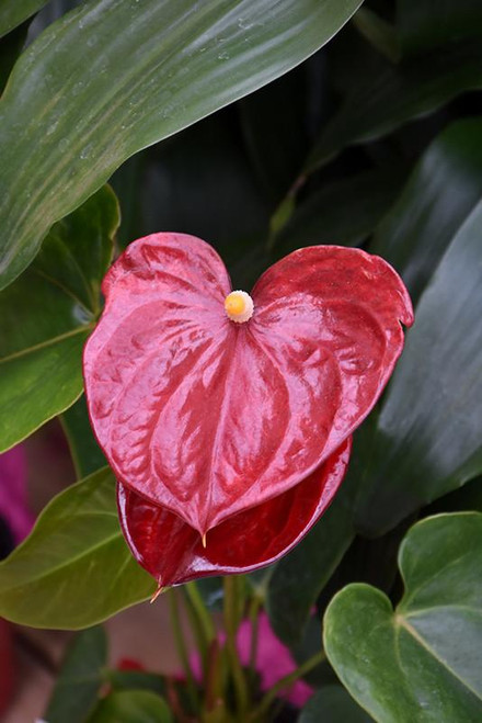5-9" Foliage ANTHURIUM JUNGLE 6" 