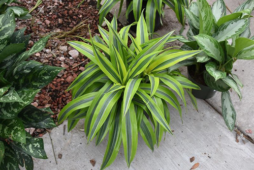10" Foliage LEMON LIME 130038 