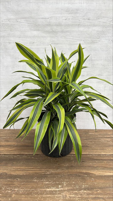 10" Foliage LEMON LIME 130038 