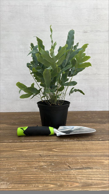 5-9" Foliage FERN ASSORTED 6" 