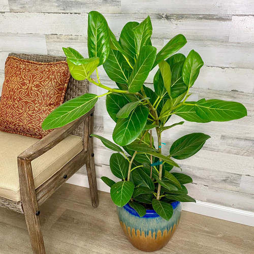 10" Foliage FICUS AUDREY COLUMN/BUSH 10" 