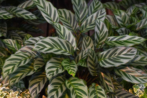5-9" Foliage CALATHEA MAKOYANA/PEACOCK 6" 