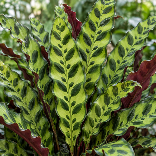 CALATHEA LANCIFOLIA 6"