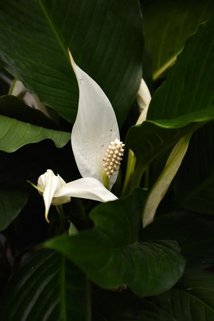 5-9" Foliage SPATHIPHYLLUM 6" 
