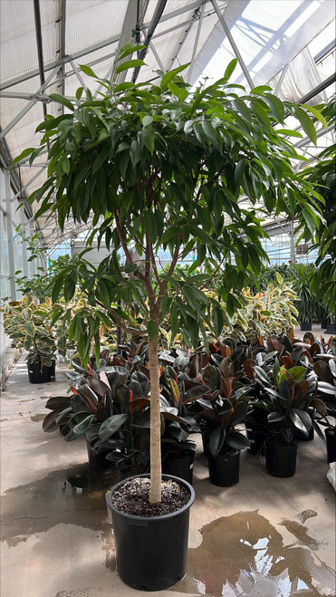 12" & Up Foliage FICUS AMSTEL KING STD 17" 