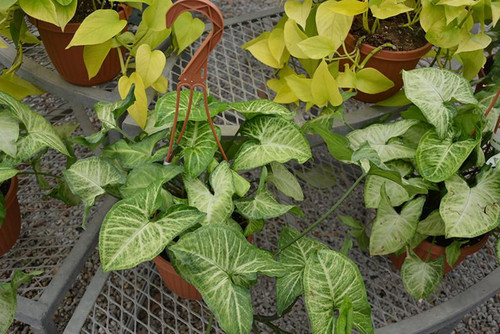 5-9" Foliage NEPHTHYTIS SYNGONIUM ASST 6" 