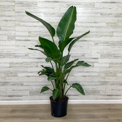 12" & Up Foliage WHITE BIRD PARADISE 14" 
