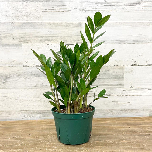 5-9" Foliage ZZ  PLANT 6" 