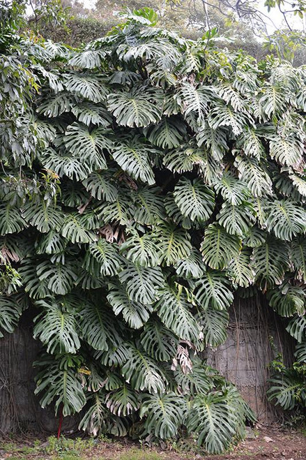 10" Foliage MONSTERA THAI CONSTELL 10" 