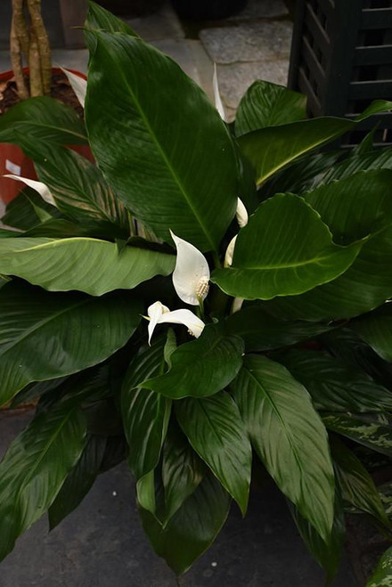 5-9" Foliage SPATHIPHYLLUM 8"BULB PAN 