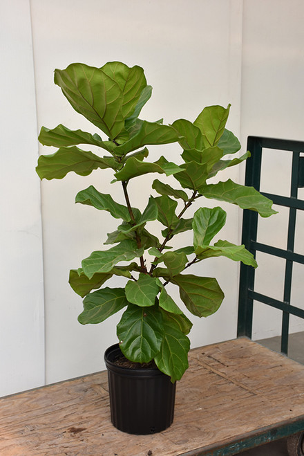 FICUS LYRATA BUSH/COLUMN 10"