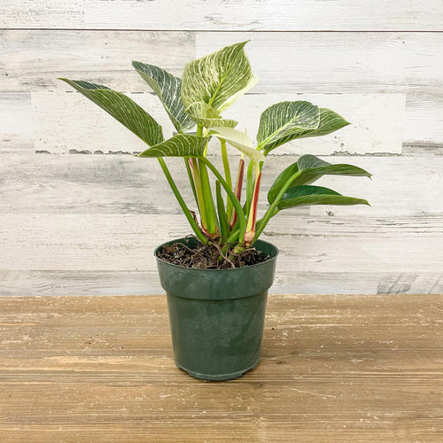 5-9" Foliage PHILO BIRKIN 6" 