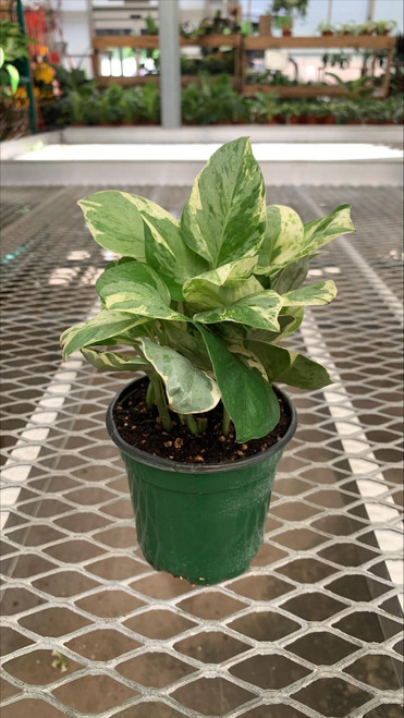 Up to 4" POTHOS PEARLS AND JADE 4" 