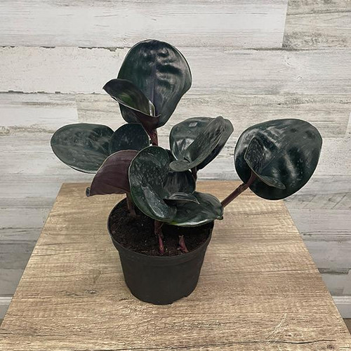 5-9" Foliage GEOGENANTHUS CILATUS 6" 