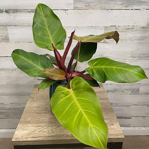 5-9" Foliage SUN RED 307784 