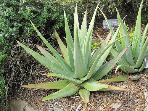 ALOE VERA 4"