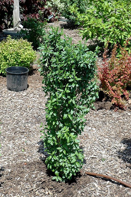 Other Deciduous Ligustrum ovalifolium 289672 