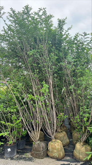 Other Deciduous Ligustrum ovalifolium 289672 