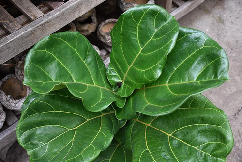 5-9" Foliage FICUS LYRATA BUSH 6" 