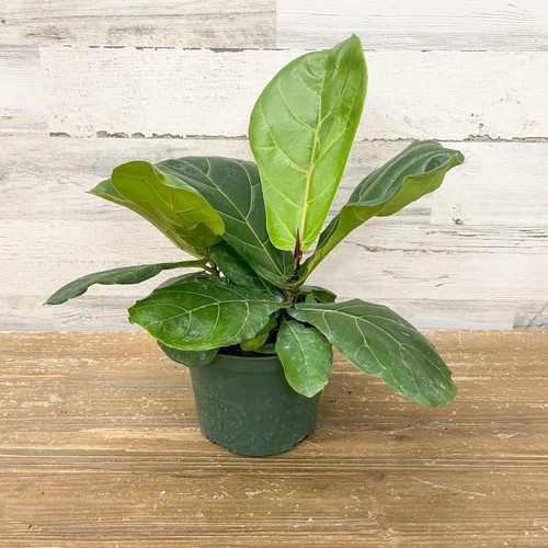 5-9" Foliage FICUS LYRATA BUSH 6" 