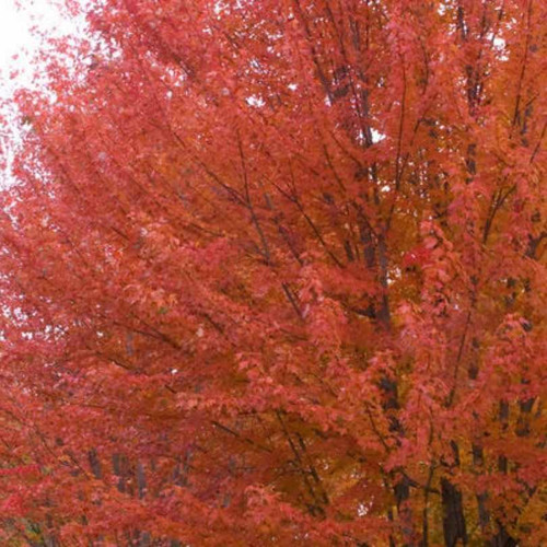 Acer Autumn Blaze 311895 