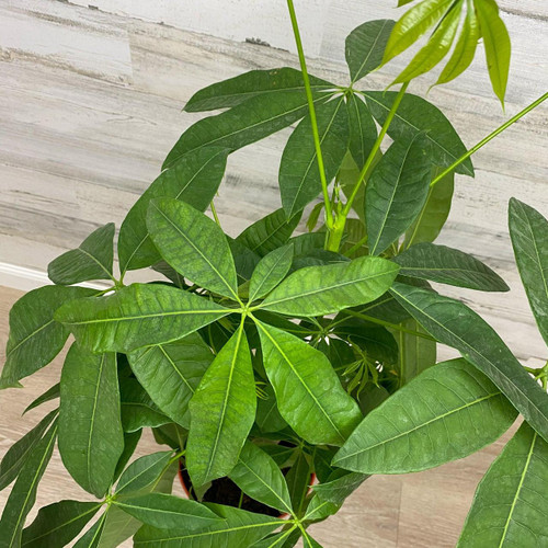 12" & Up Foliage MONEY TREE 14" 