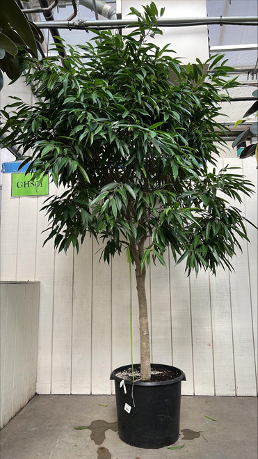 12" & Up Foliage FICUS AMSTEL KING STD 21" 