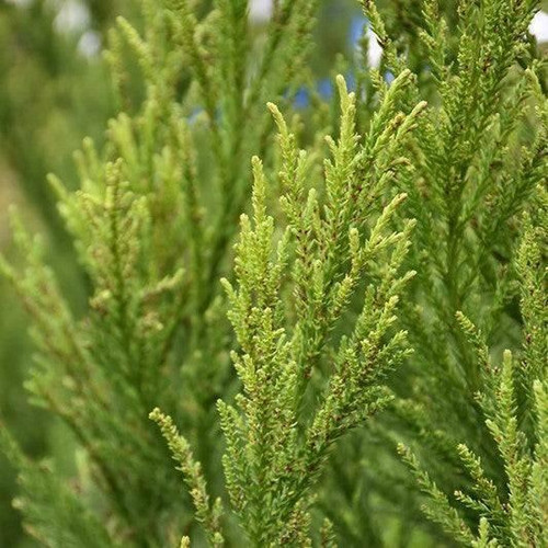 Other Ever. Sh. Cryptomeria japonica Radicans 301259 