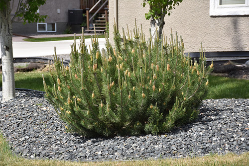 Pinus mugo 310556