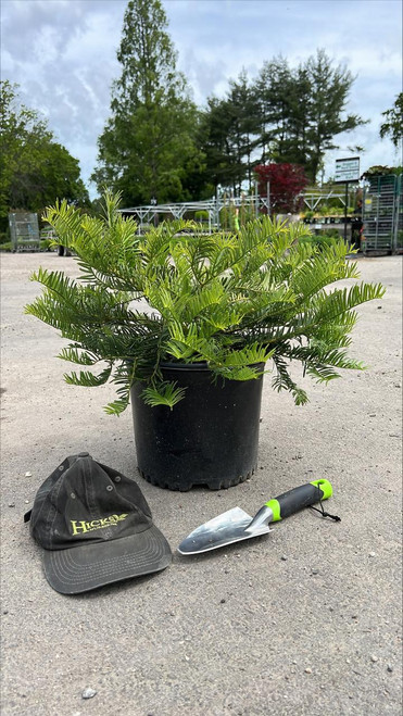 Other Ever. Sh. Cephalotaxus harringtonia Prostrata 197827 