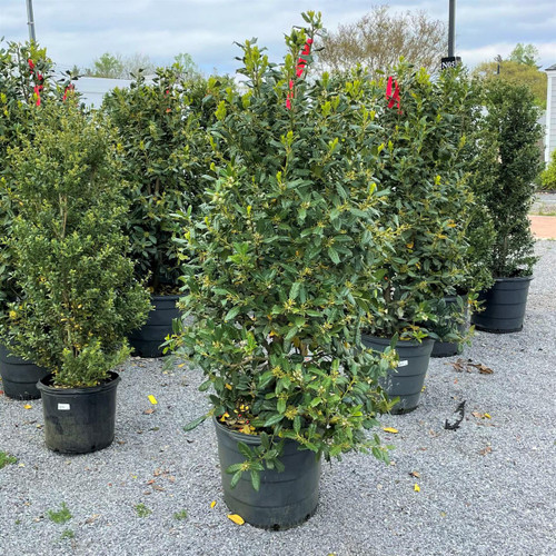  Ilex Nellie R. Stevens 192369 