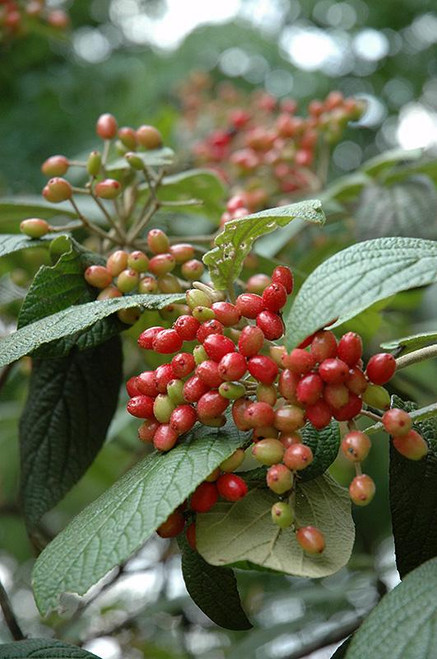  Viburnum x rhytidophylloides Allegheny 181630 