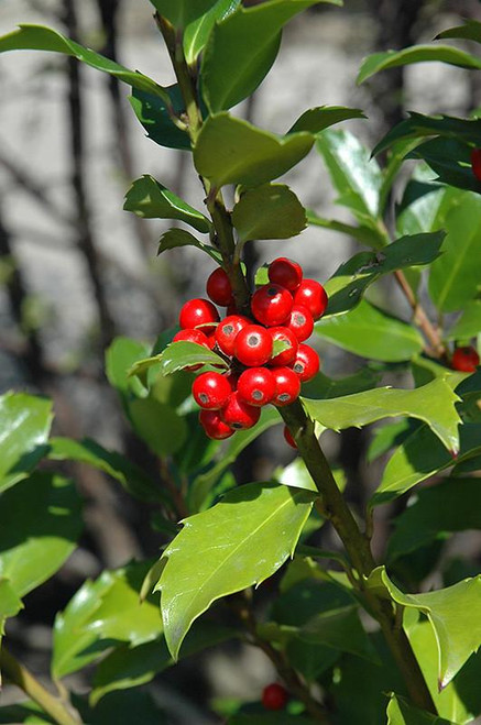  Ilex meserveae Blue Maid 311974 