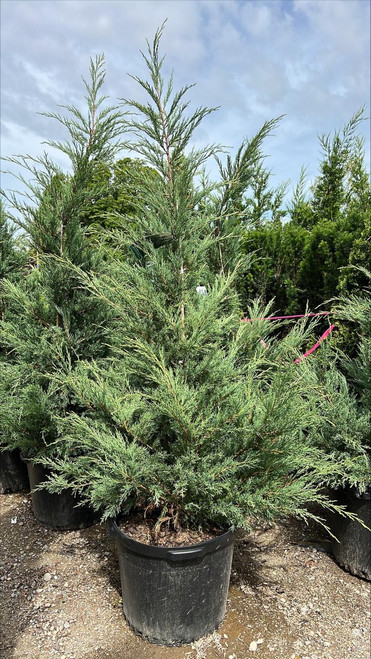 Juniperous Juniperus chinensis Hetzii Columnaris 169463 