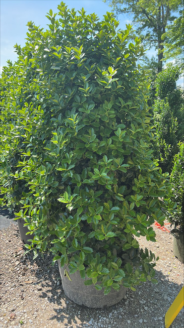 Ilex x Red Oakleaf 254665