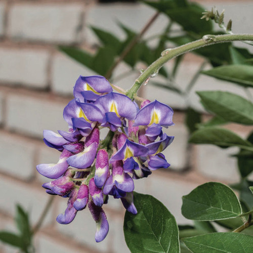 Wisteria macrostachya Blue Moon 268099