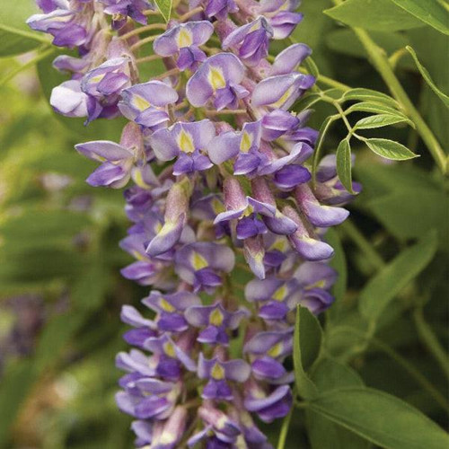  Wisteria macrostachya Blue Moon 268099 