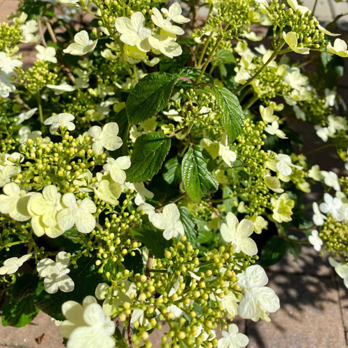  Viburnum plicatum tomentosum Summer Snowflake 283641 