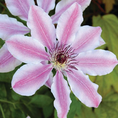  Clematis lanuginosa Nelly Moser 193791 